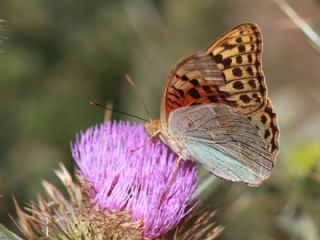 Bahadr (Argynnis pandora)