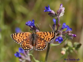 parhan (Melitaea cinxia)