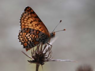 parhan (Melitaea cinxia)