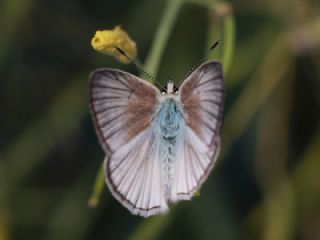 okgzl Anadolu Beyaz (Polyommatus menalcas)