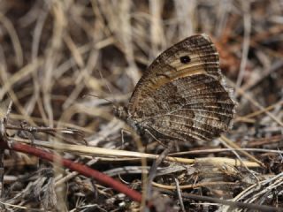 Seyit (Arethusana arethusa)