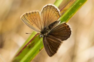 Anormal okgzl (Polyommatus admetus)