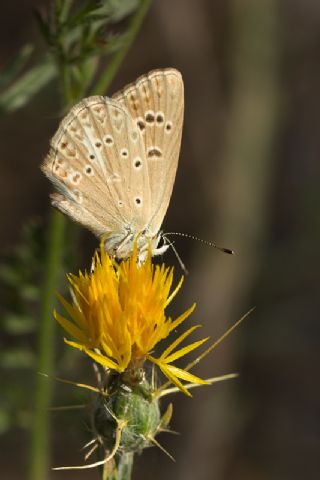 Anormal okgzl (Polyommatus admetus)