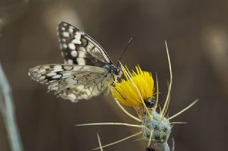 Anadolu Melikesi (Melanargia larissa)