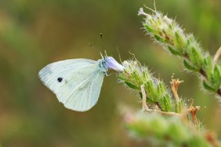 Yalanc Beyazmelek (Pieris pseudorapae)