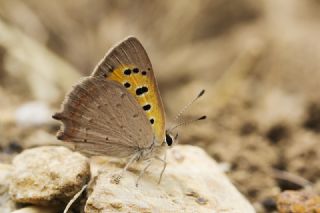 Anormal okgzl (Polyommatus admetus)