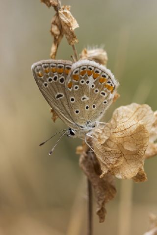 okgzl Meneke Mavisi (Polyommatus thersites)