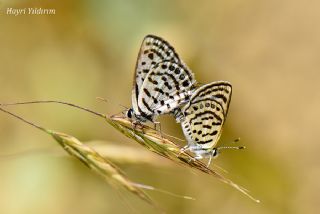 Balkan Kaplan (Tarucus balkanicus)