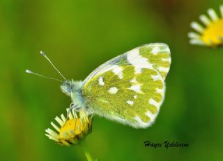 Yeni Beneklimelek (Pontia edusa)