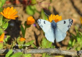 Da Oykls (Euchloe ausonia)