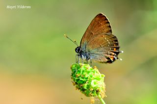 B�y�k Sevbeni&nbsp;(Satyrium&nbsp;ilicis)