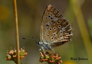 okgzl Dafnis (Polyommatus daphnis)