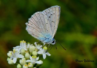 okgzl Dafnis (Polyommatus daphnis)