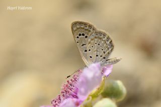 Karsandra (Zizeeria karsandra)