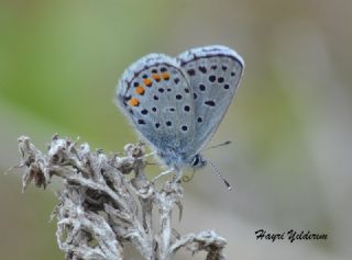 Himalaya Mavisi (Pseudophilotes vicrama)