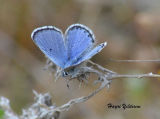 Himalaya Mavisi (Pseudophilotes vicrama)