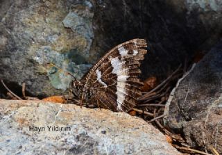 Kara Murat&nbsp;(Brintesia &nbsp;circe)