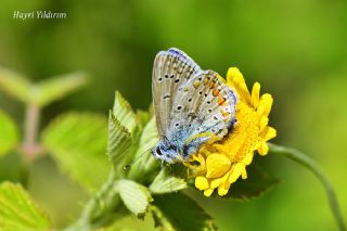 okgzl Meneke Mavisi (Polyommatus thersites)