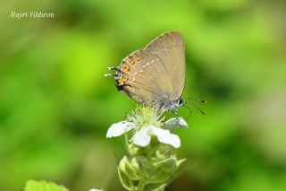 Byk Sevbeni (Satyrium ilicis)