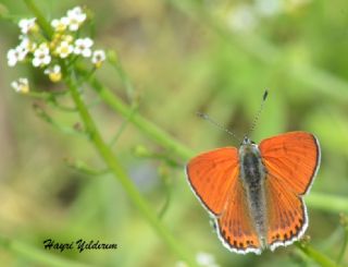 Kk Ate Gzeli (Lycaena thersamon)