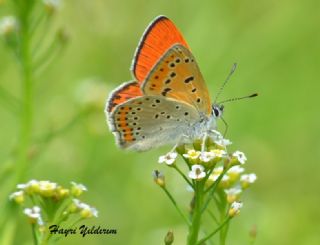 Kk Ate Gzeli (Lycaena thersamon)