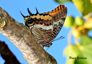 ift Kuyruklu Paa (Charaxes jasius )