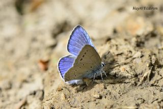 Anadolu Devmavisi (Glaucopsyche lessei)