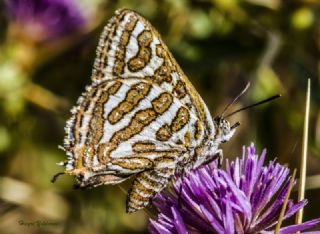 �eytanc�k&nbsp;(Cigaritis&nbsp;acamas)