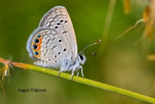M�cevher Kelebe�i&nbsp;(Chilades&nbsp;trochylus)