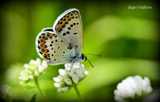 das Mavisi, Esmergz (Plebejus idas)