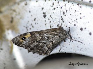 Byk Karamelek (Hipparchia syriaca)