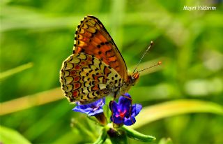 Benekli Byk parhan (Melitaea phoebe)