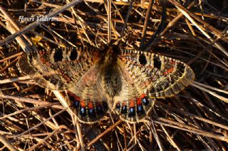 Yalanc Apollo (Archon apollinus)