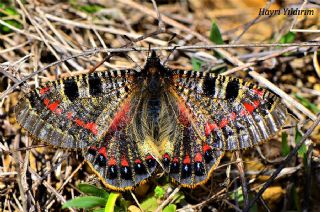 Yalanc Apollo (Archon apollinus)