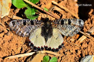 Yalanc Apollo (Archon apollinus)