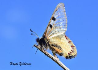 Yalanc Apollo (Archon apollinus)