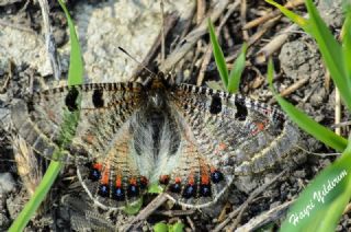 Yalanc Apollo (Archon apollinus)