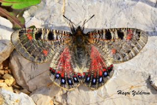 Yalanc Apollo (Archon apollinus)