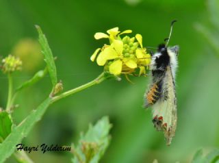 Yalanc Apollo (Archon apollinus)