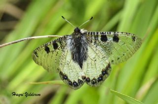 Yalanc Apollo (Archon apollinus)