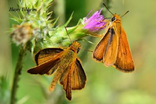 Sar Lekeli Zpzp (Thymelicus acteon)