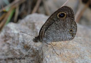 Karag�z&nbsp;(Ypthima&nbsp;asterope)