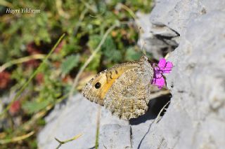 Anadolu Yalanccads (Pseudochazara anthelea)