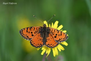 Kafkasyal� �parhan&nbsp;(Melitaea&nbsp;interrupta)