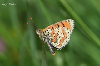 Kafkasyal� �parhan&nbsp;(Melitaea&nbsp;interrupta)
