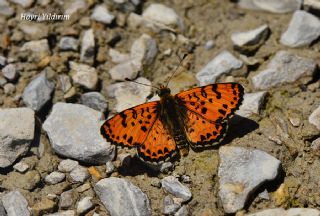 Benekli parhan (Melitaea didyma)