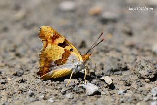 Anadolu ehzadesi (Thaleropis ionia)