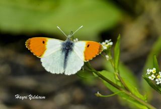 Turuncu Ssl (Anthocharis cardamines)