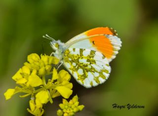 Turuncu Ssl (Anthocharis cardamines)