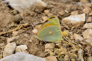 Anadolu Azameti (Colias aurorina)